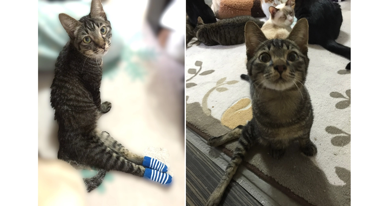 1番目の圧迫排尿が必要になったカールくん