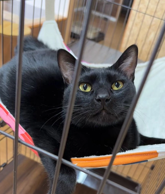 シフォンちゃん２度目の輸血でした。。。