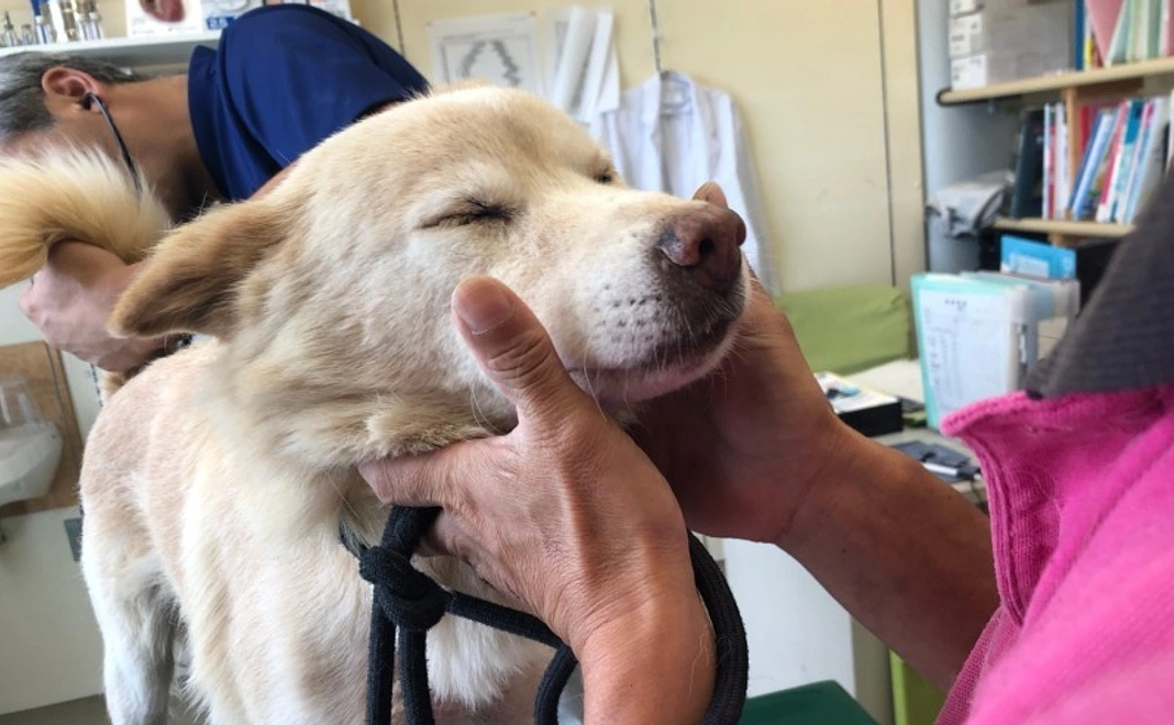 全力応援｜1,000,000円