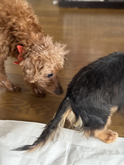 新入りさん達　わちゃわちゃしています