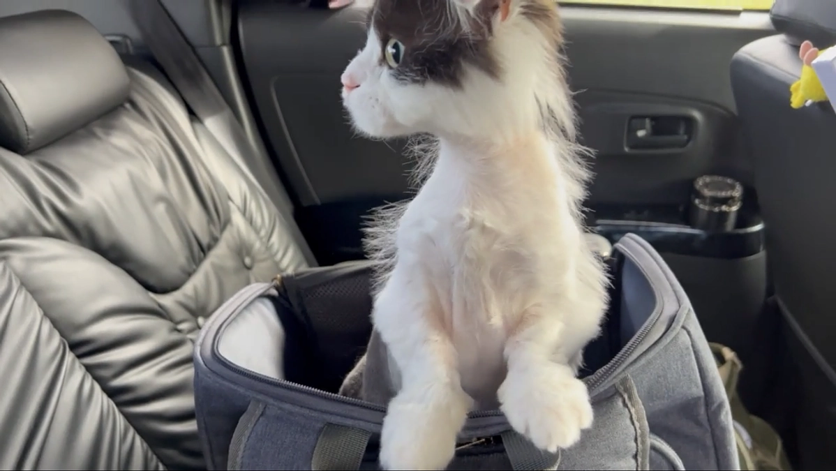 11/12〜13のテオくんの様子