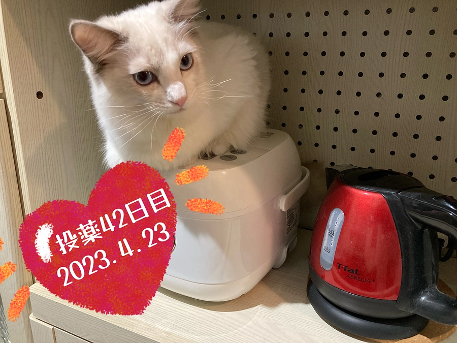 投薬４２日目(2023.4.23)