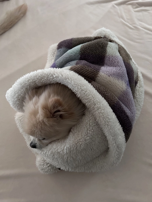 35/59 ☆ 毛布の虫