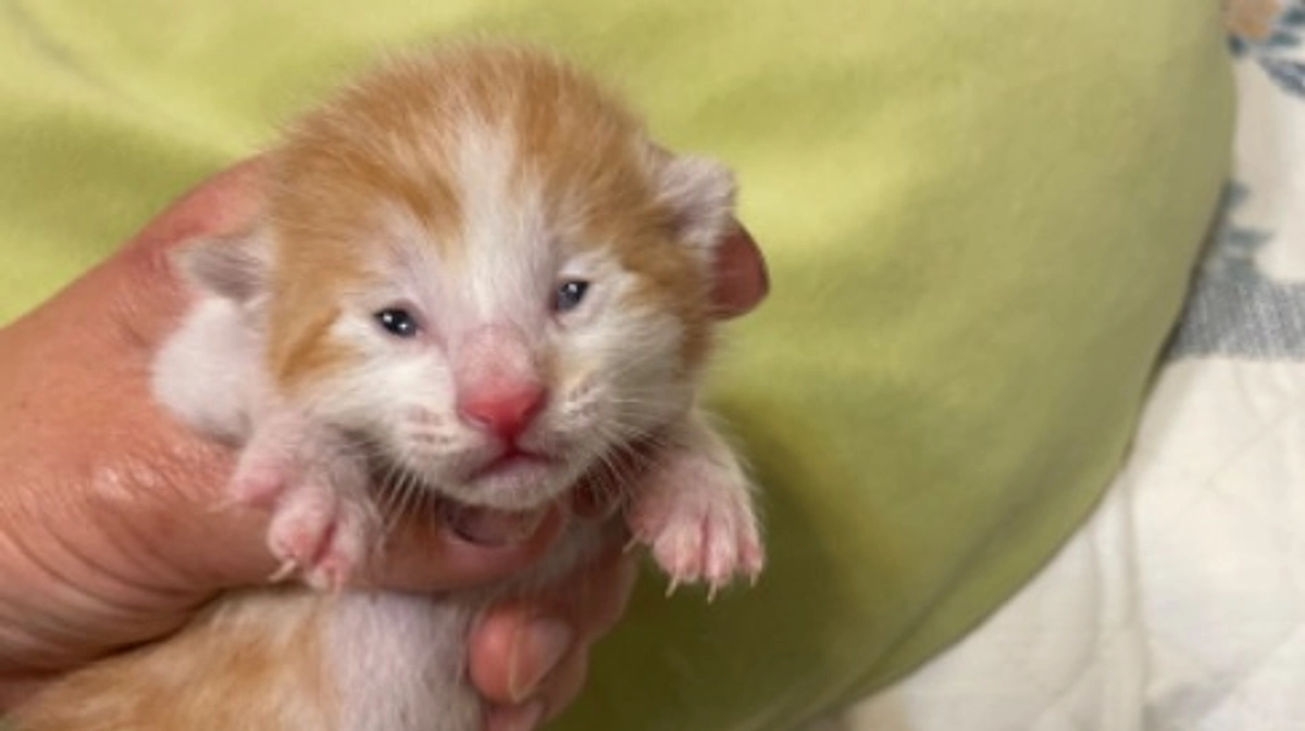 子猫の成長と共に