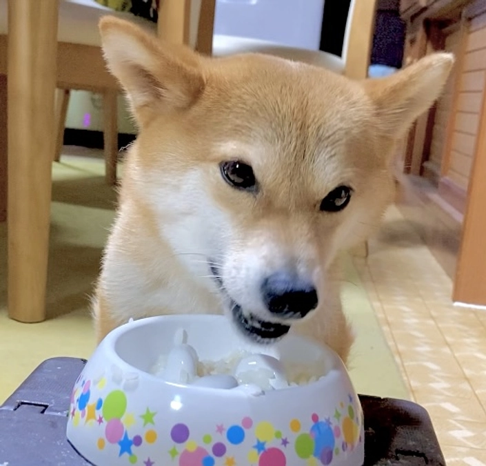 ごはん復活です！【あと11日】