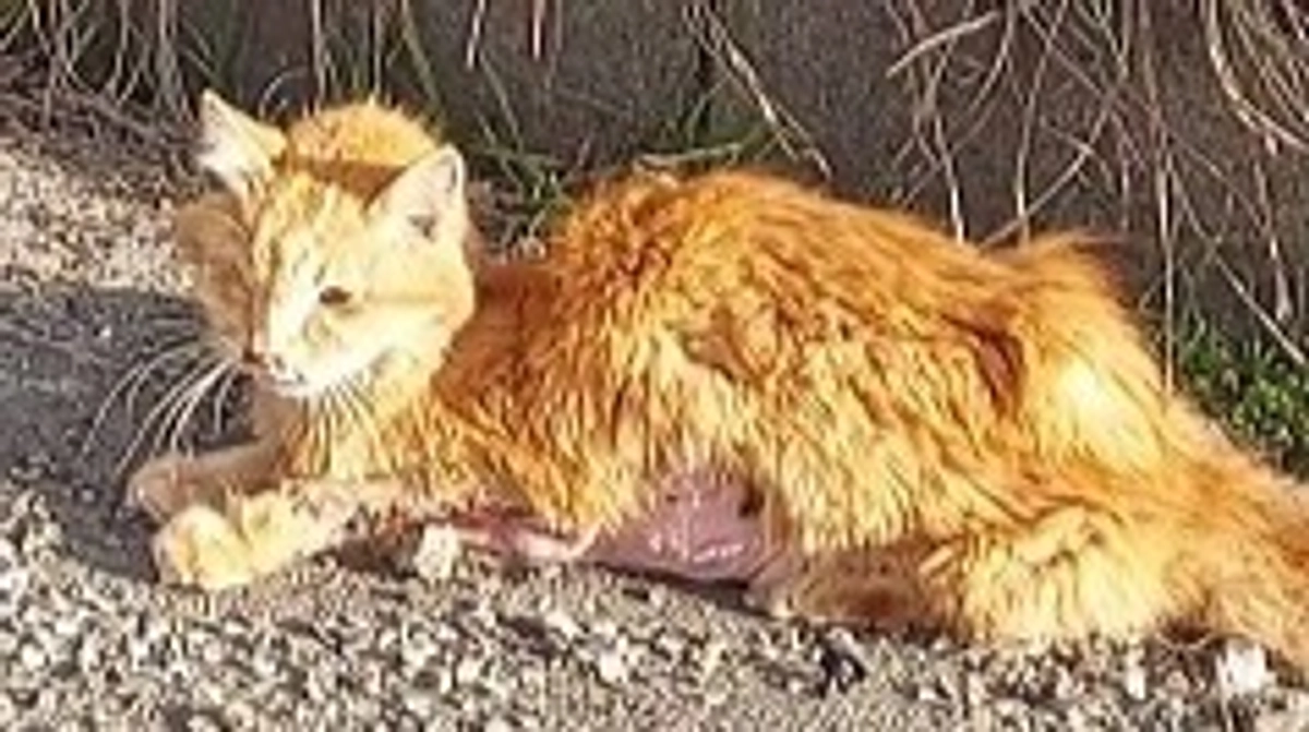 終了日まであと5日！どの子の命も諦めたくない！