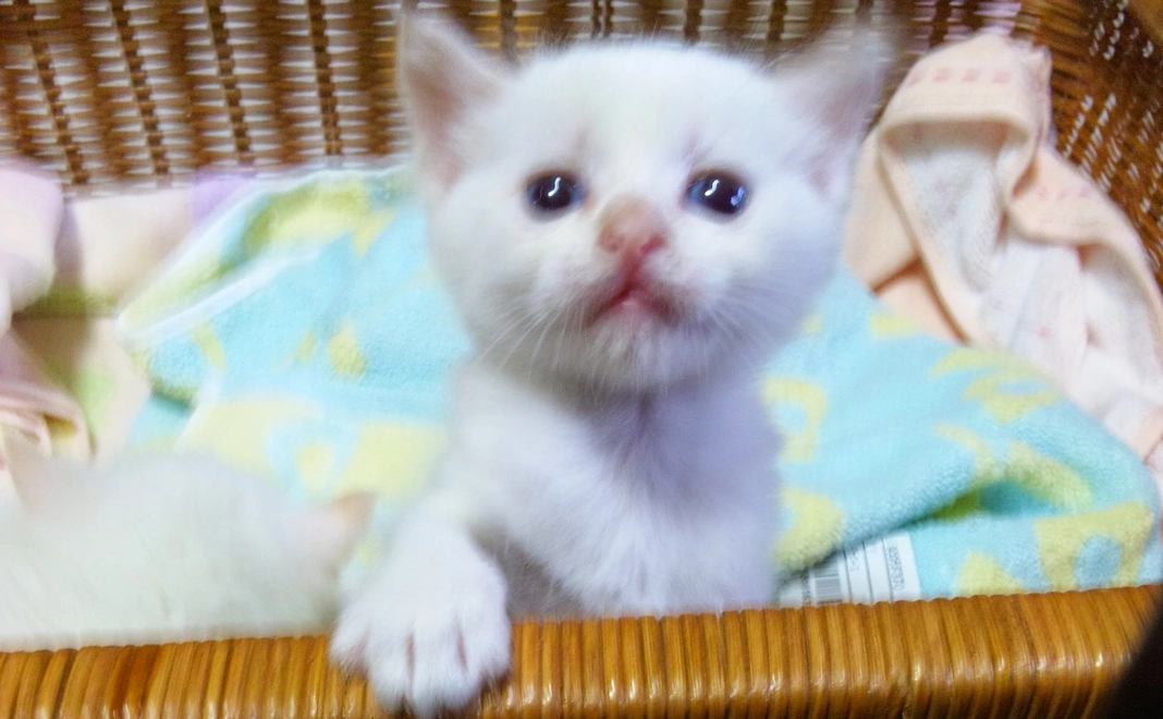 トノを応援500円A