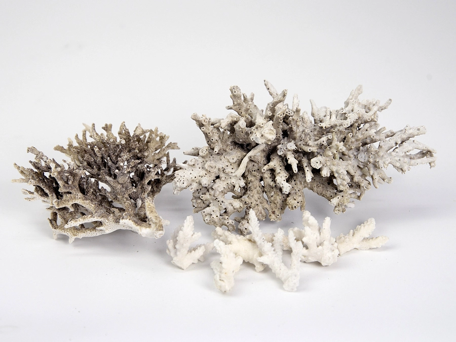 プロジェクトに使用する白化サンゴ