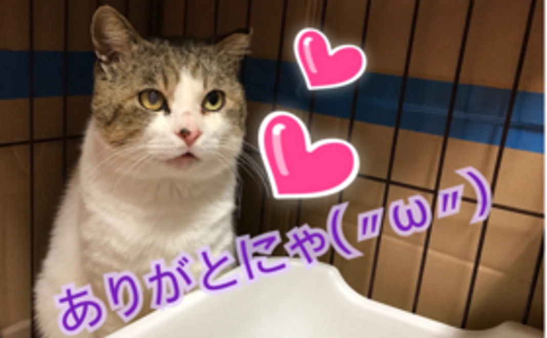 お手紙ときっちゃんの写真！