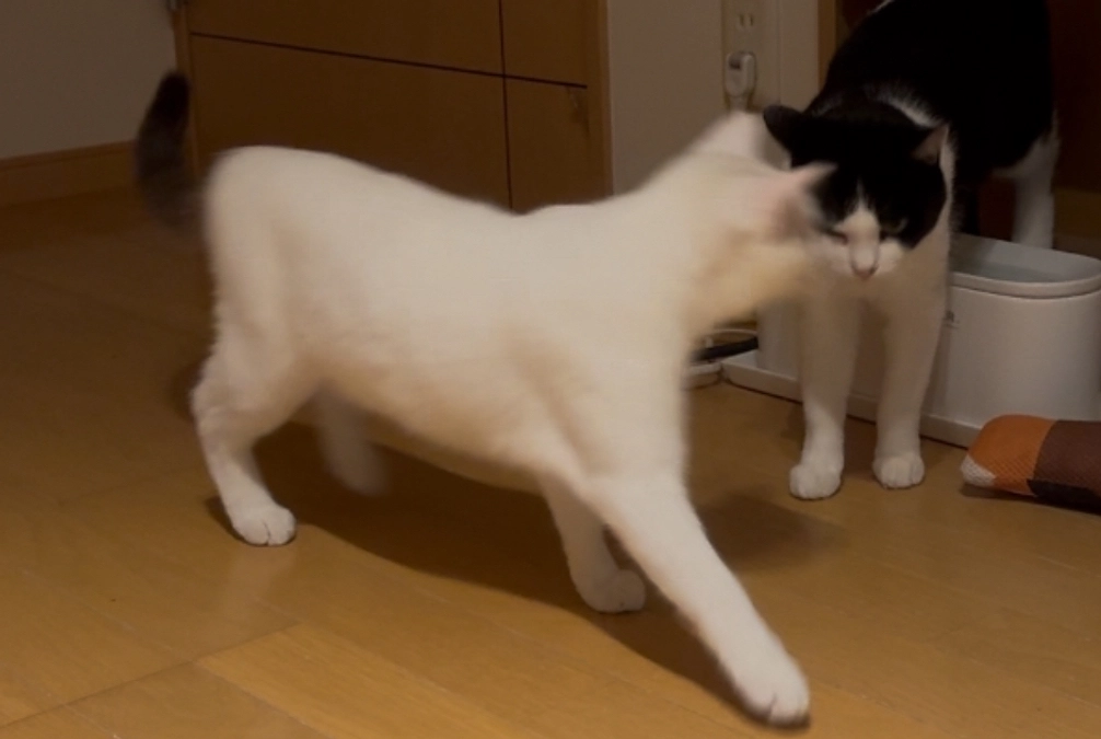 先住猫との対面練習（メッシュドア越し）