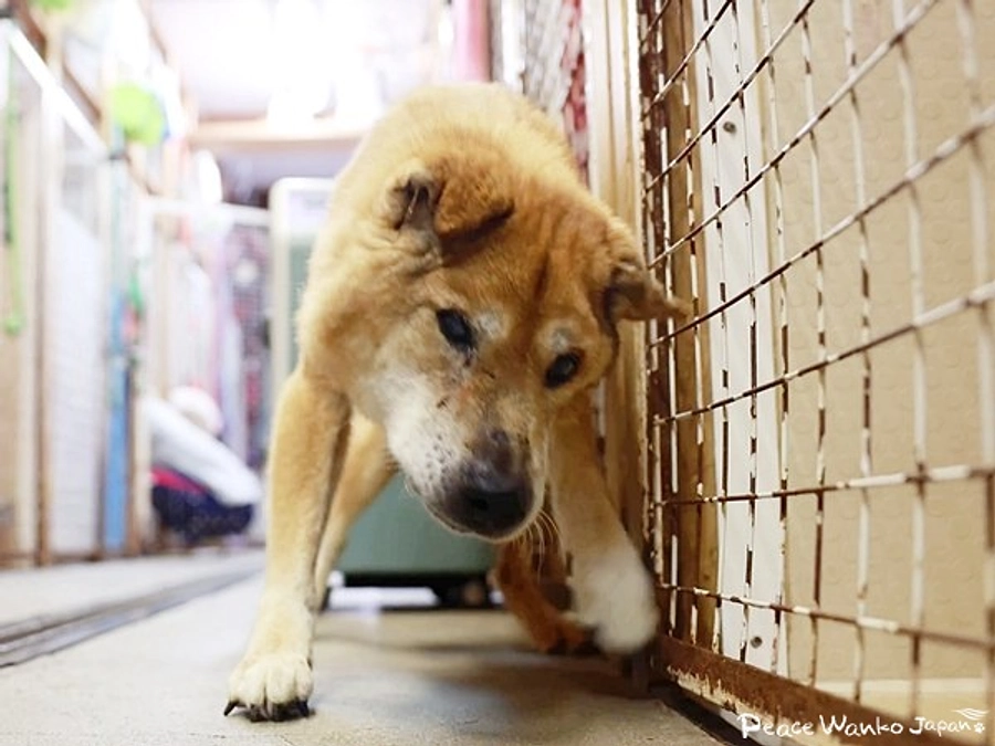 虐待？飼い主に捨てられた老犬「カーター」
