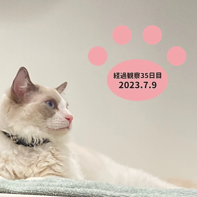 経過観察35日目(2023.7.9)