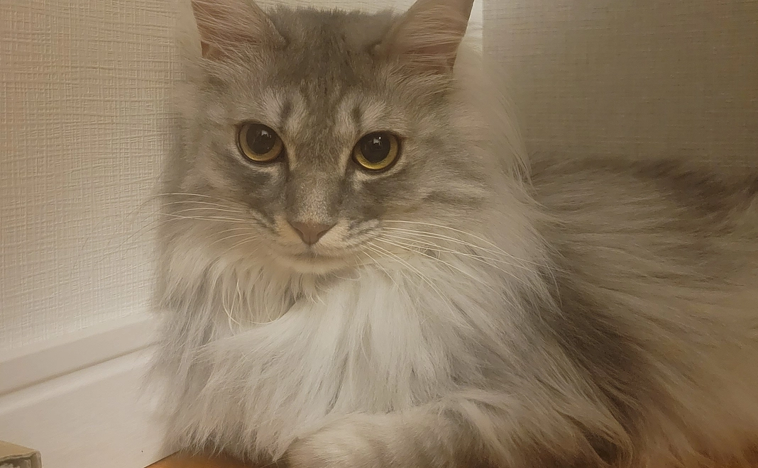 お礼のメールと保護猫たちの写真