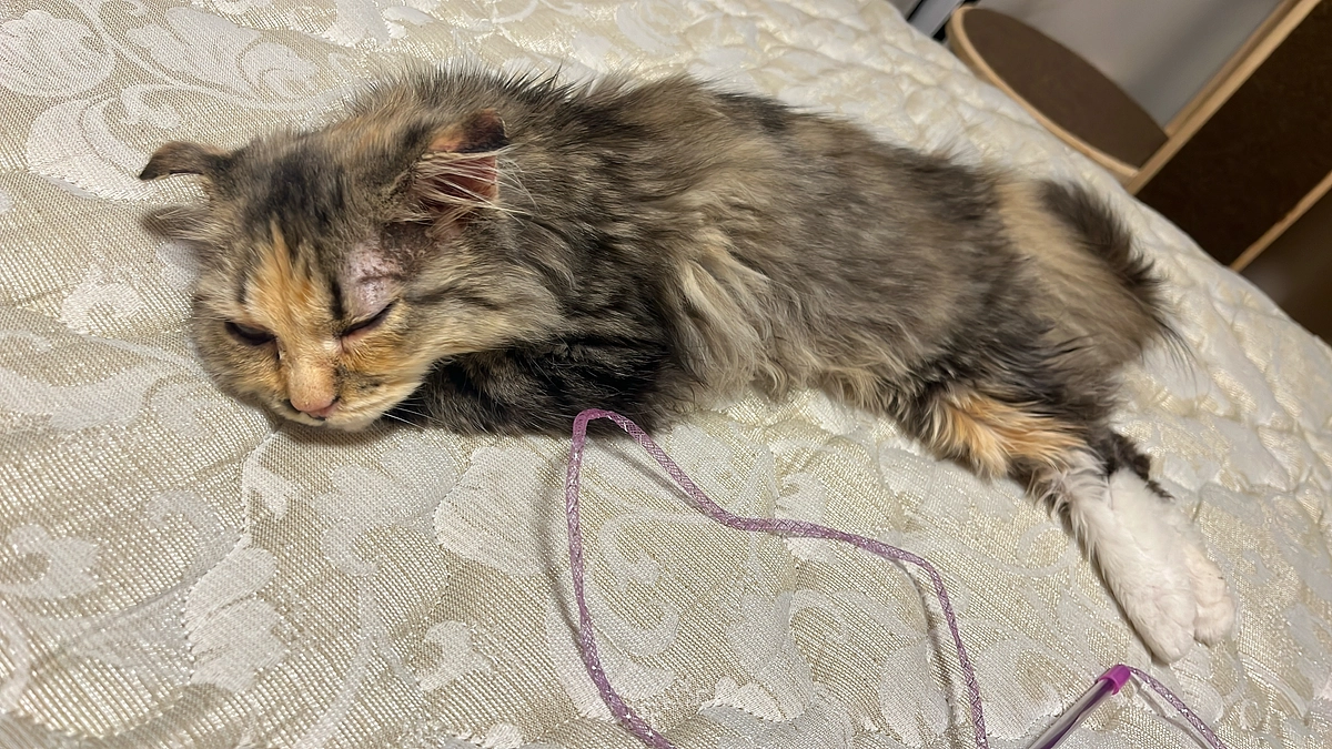 クラウドファンディング6日目、投薬49日目