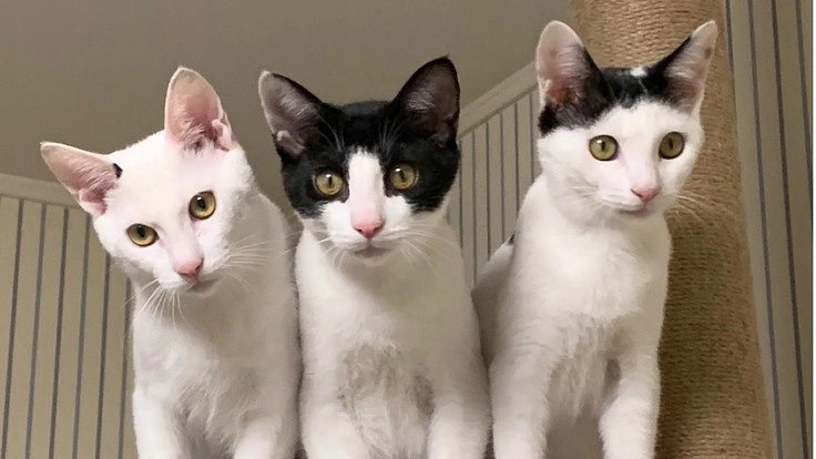 白血病の子猫に十分な治療を！