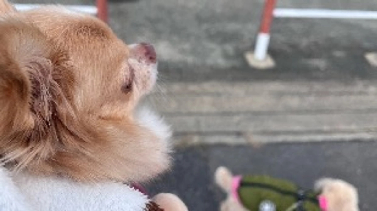 元気になって思いっきり散歩したいね