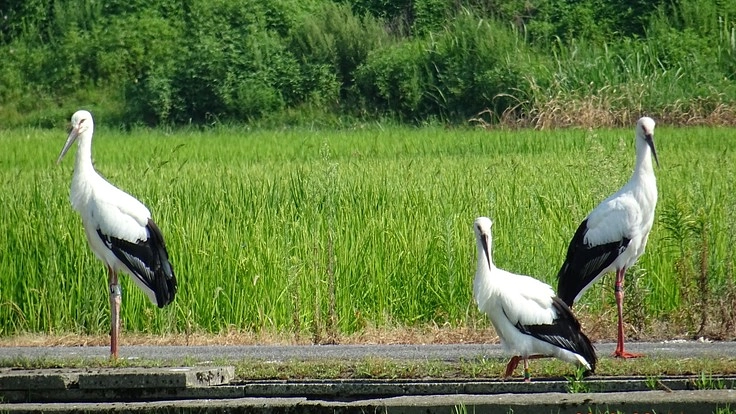 コウノトリとの共生を実現するために環境を整備したい。