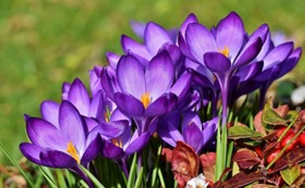 1000円ご寄付いただいた皆様にサンクスメールをお送りいたします