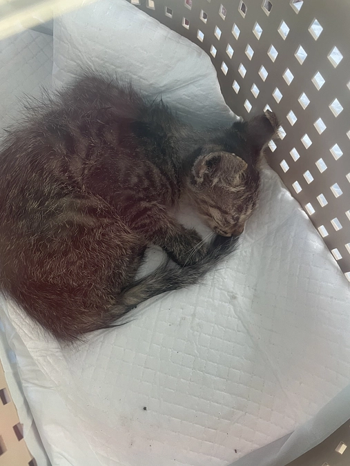 保健所への帰りは　またまた子猫の緊急保護でした