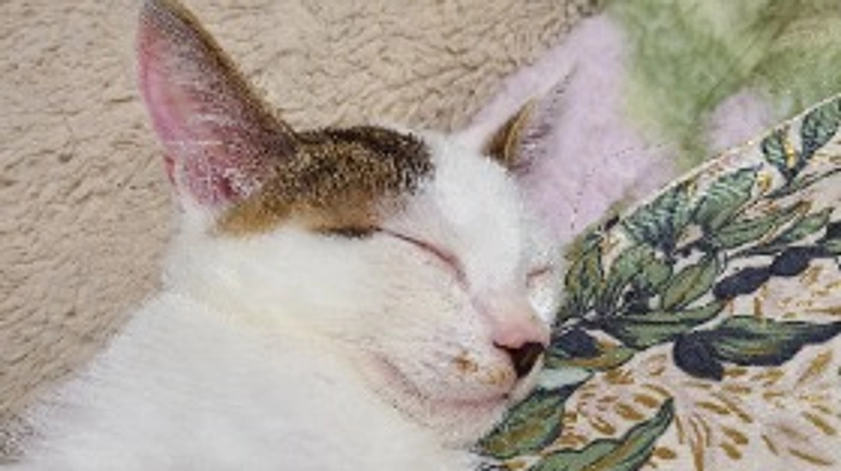 プロジェクト開始しました！