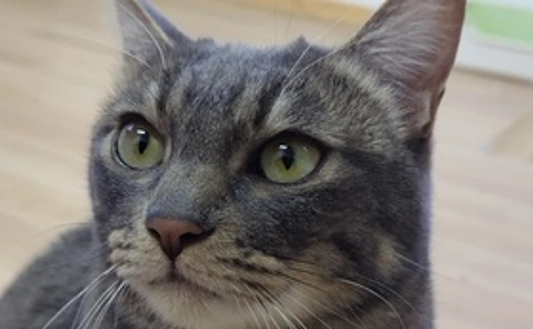 感謝のメールと保護猫の写真　デッカ君