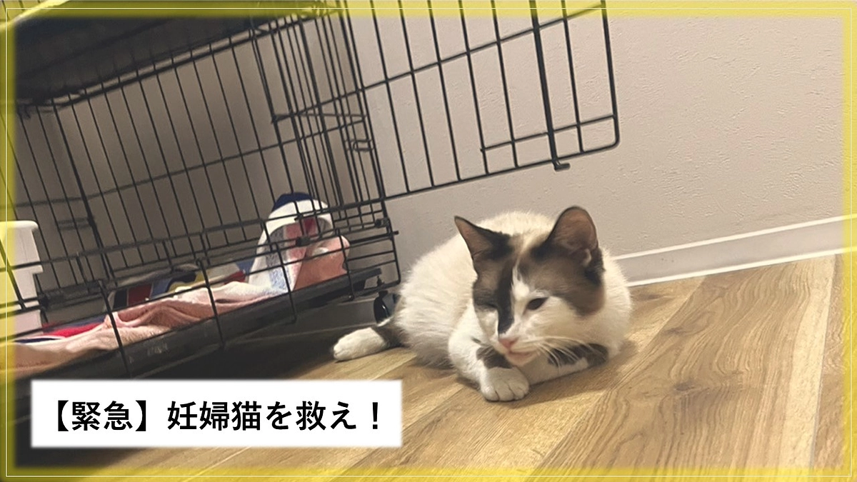 【緊急保護】妊婦猫を救え！