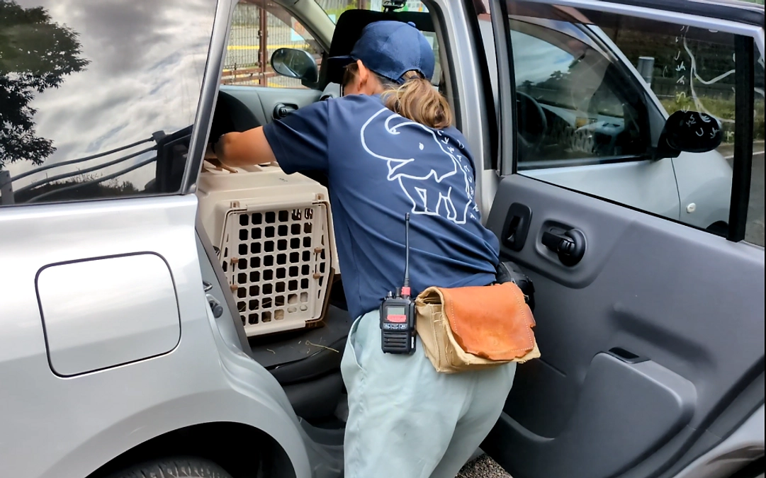 【活動報告75】新しい仲間が増えました！フレミッシュジャイアントの女の子です🐰