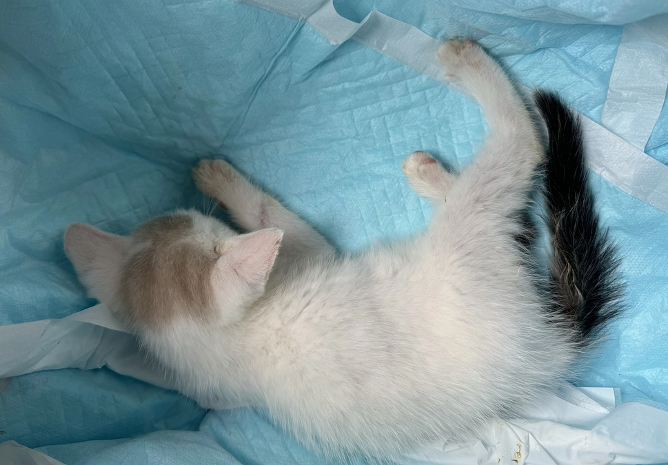 急なシンバの体調不良