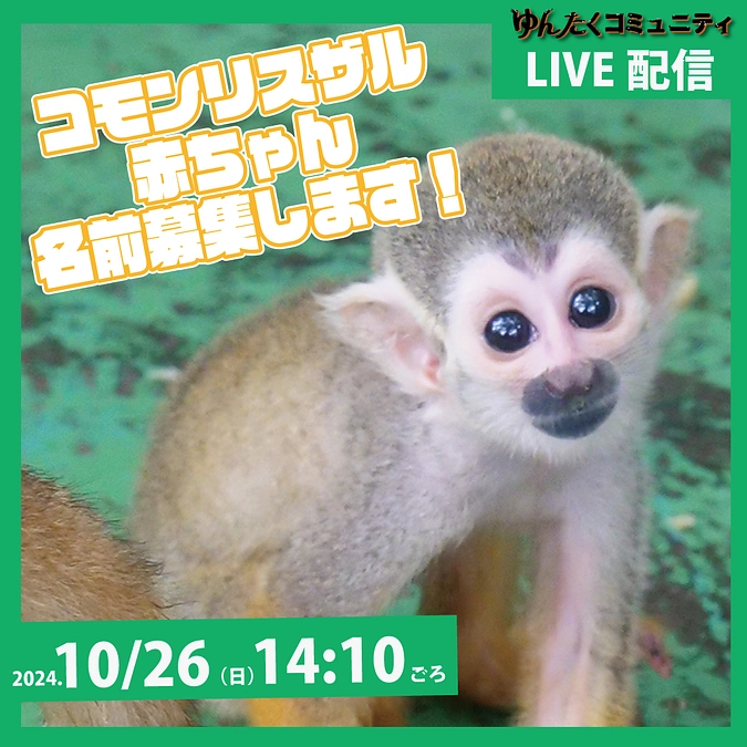 ゆんたくコミュニティ限定ライブ配信「コモンリスザル赤ちゃん名前募集します！」