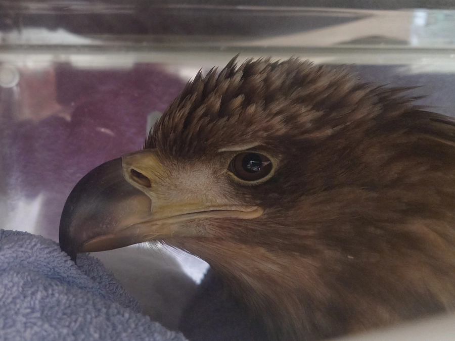 消えてしまった命を繋ぐ先進研究