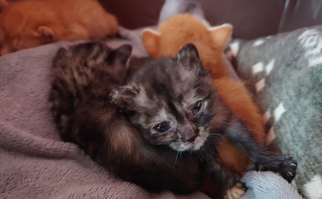 ○感謝のメールをお送りします