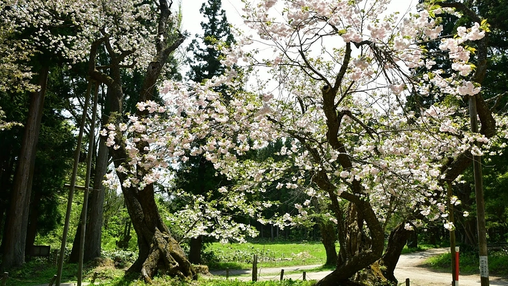 千年続く大鹿桜を次の世代に残したい！そのための第一歩にご支援を