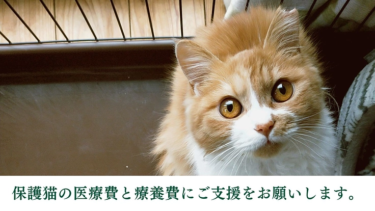 地域猫と人の共存を目指して│保護猫の医療費と療養費にご支援を 5枚目