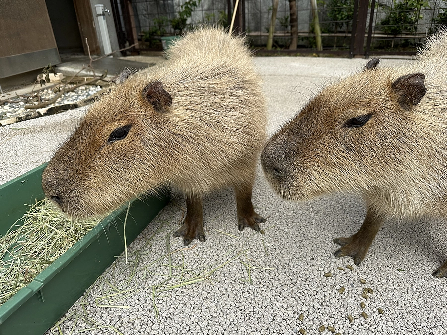 『イリサ』　と　『イワナ』の見分け方