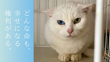 大規模譲渡会を開催し、高齢猫や人馴れしない猫たちにも温かいご縁を！