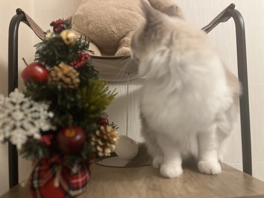 Merry Christmas❣️