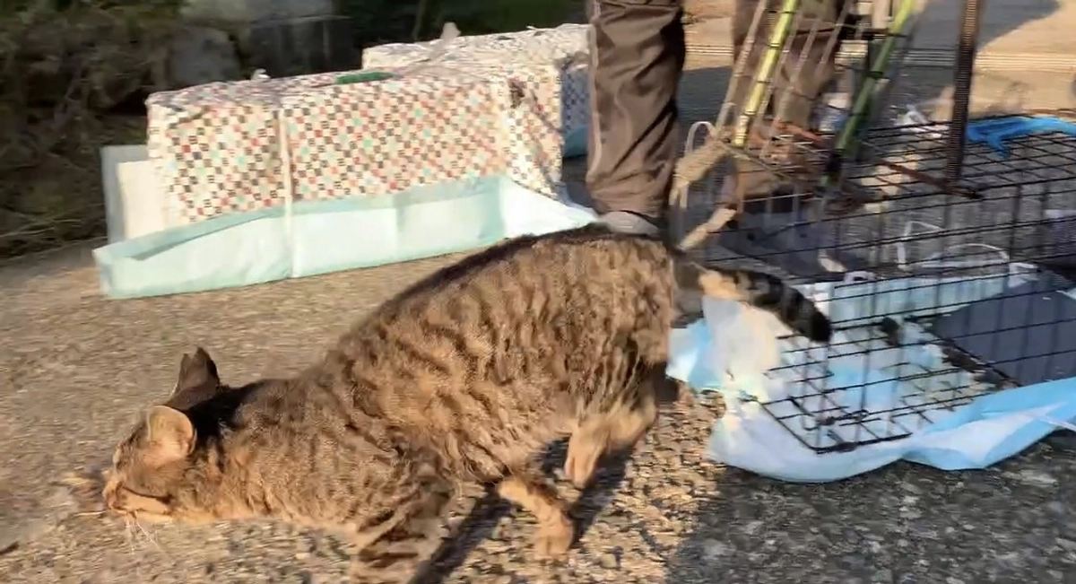 第３回TNR　11匹の手術をしました！