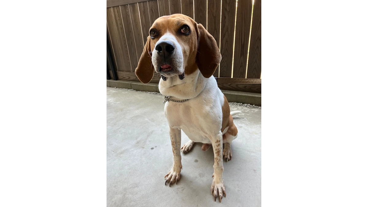 伊東 友美子様  （里親様/愛犬もぐら）から応援メッセージをいただいております！