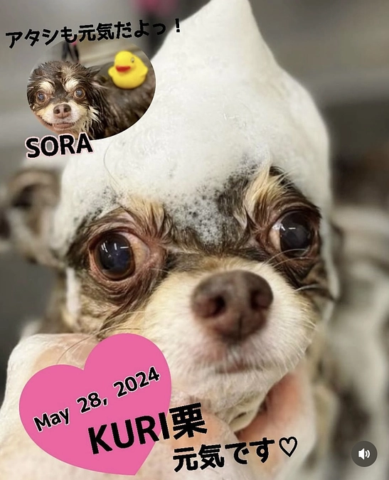 栗ちゃん  術後６ヶ月検診＆２回目のシャンプーに行ってまいりました！