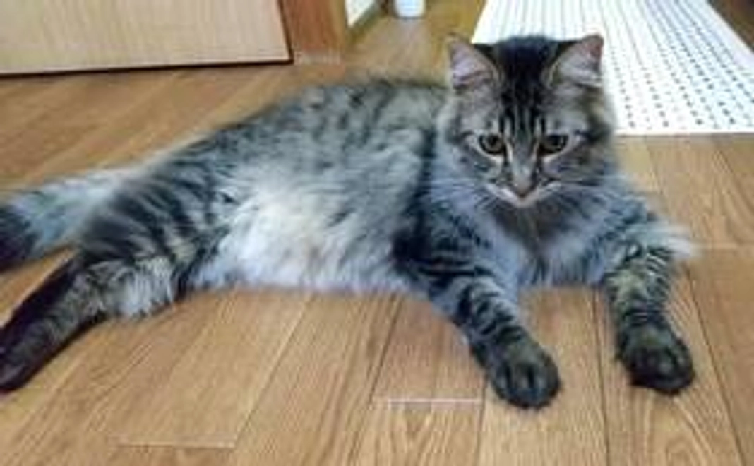 ぽんちゃんの可愛い写真とお礼メール