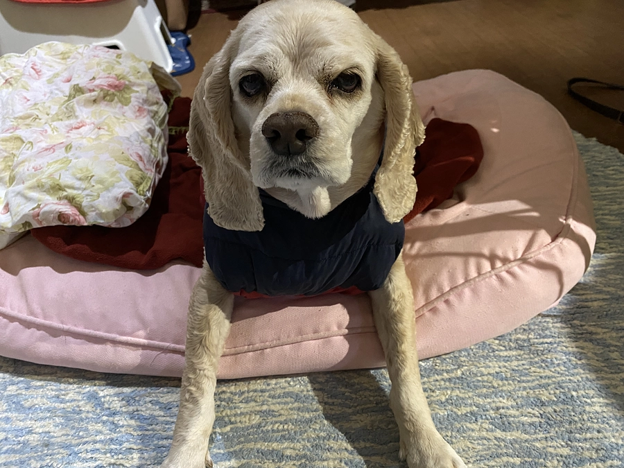 今日は寒いせいか後ろ足の腫瘍でうまく歩けません