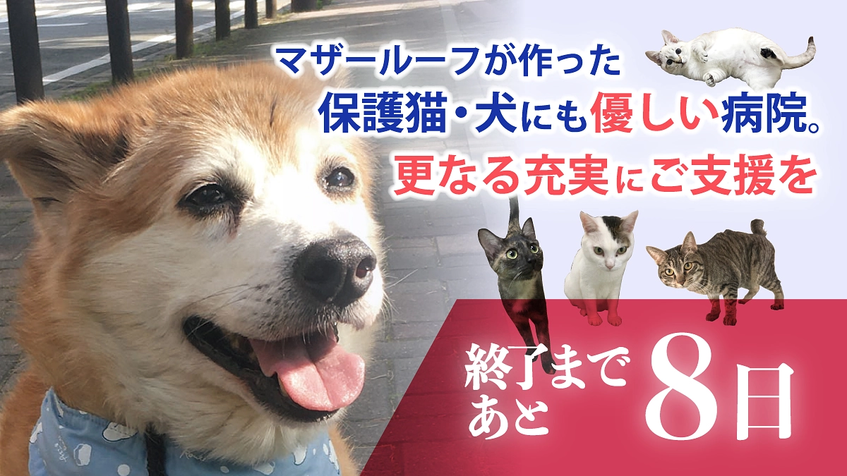 【残り8日！】NPO法人マザールーフについて改めてご紹介します！