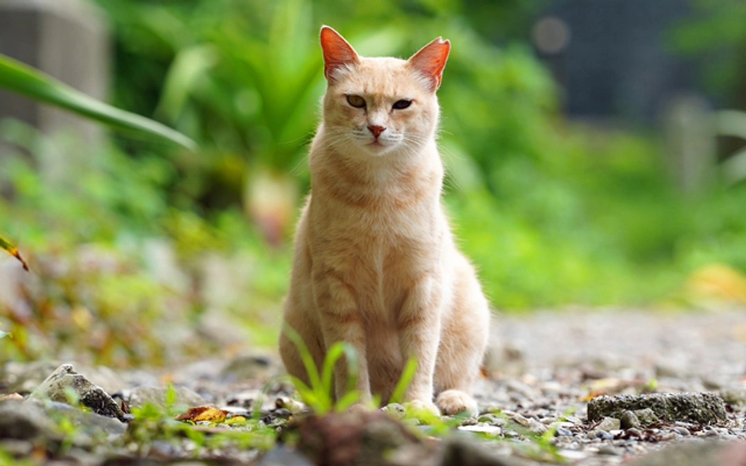 8月さくらねこ無料不妊手術実施予定数