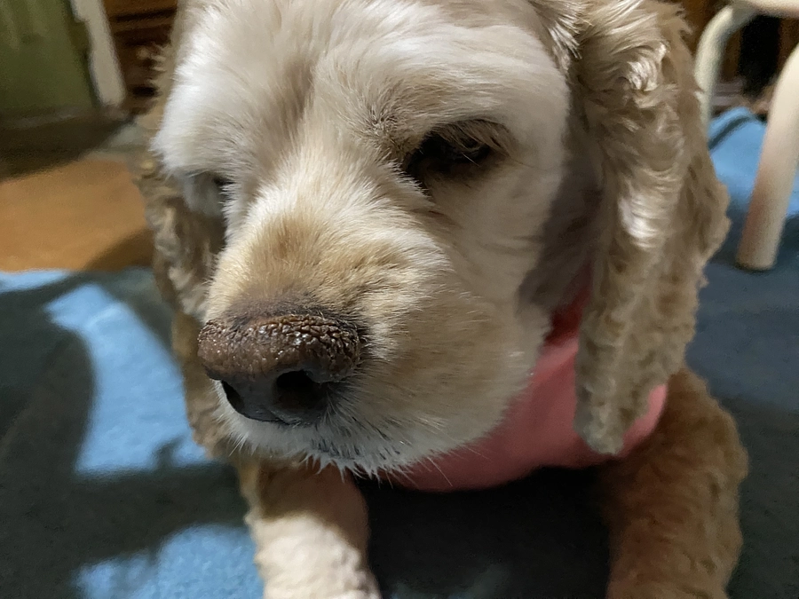 ラストスパート最後の応援お願いします　26時間残り切りました