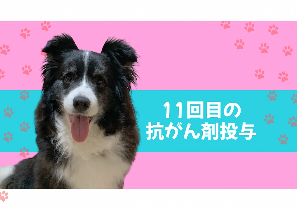 11回目の抗がん剤投与