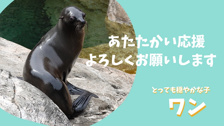 ズーラシア｜動物が幸せに過ごせるように。オットセイに快適な環境を！ 4枚目