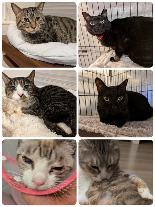 6匹の医療について