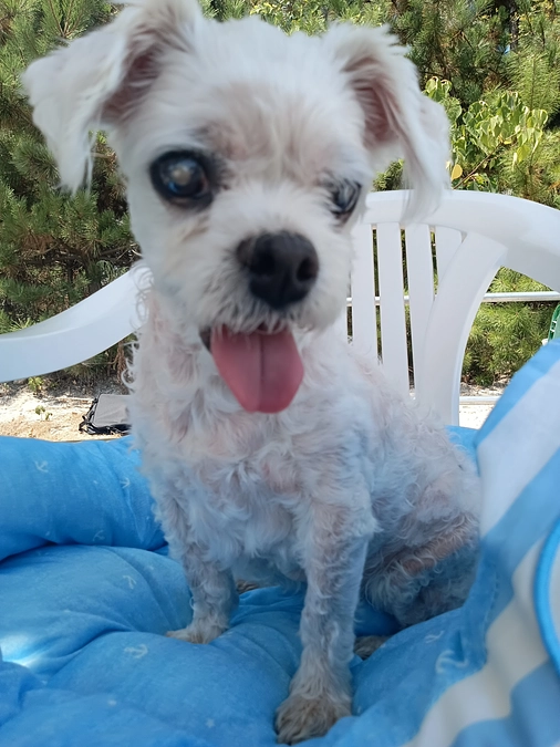 はなこお出かけ