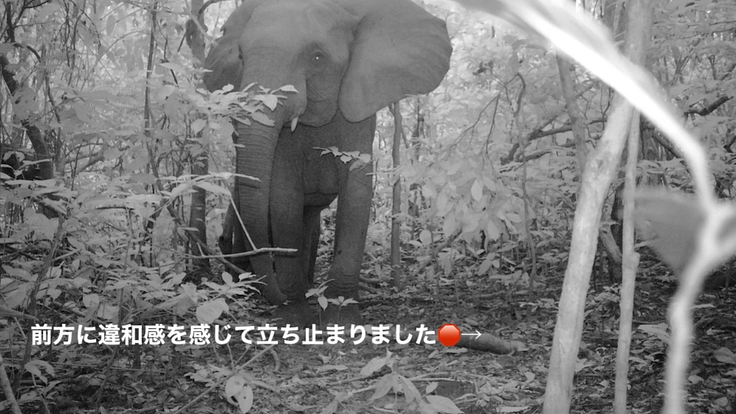 【緊急支援第2弾】マルミミゾウの楽園を密猟者の手から護りたい!! 3枚目