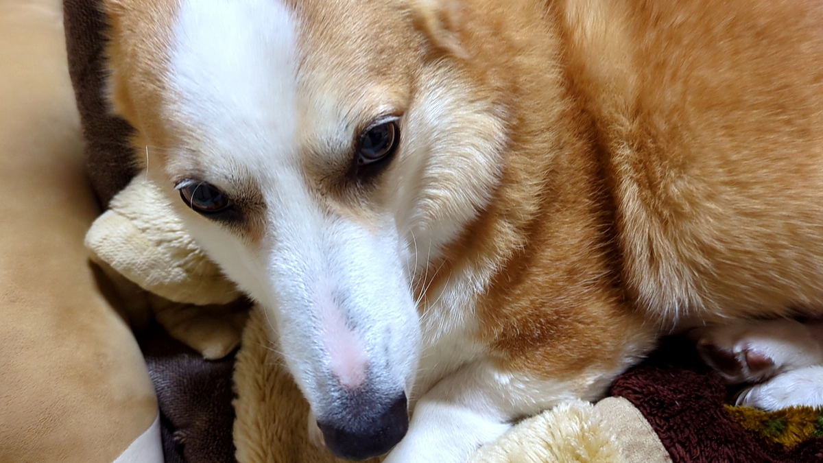 退院後の傷口チェック